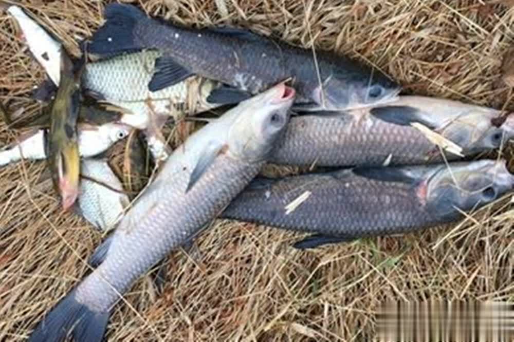 之外, 达到一定程, 中的溶氧